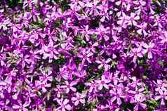 美丽的自然背景小紫色的花