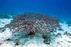 疣珊瑚底热带海水下