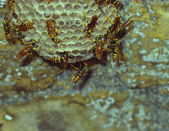 特写镜头蜜蜂蜂巢