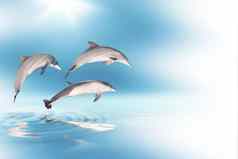 海豚蓝色的天空