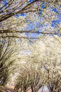 白色樱桃花朵盛开的春天