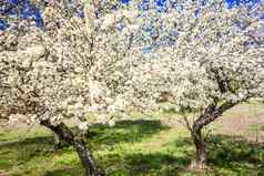 白色樱桃花朵盛开的春天