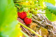 草莓水果分支种植草莓