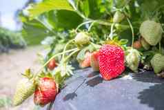 草莓水果分支种植草莓