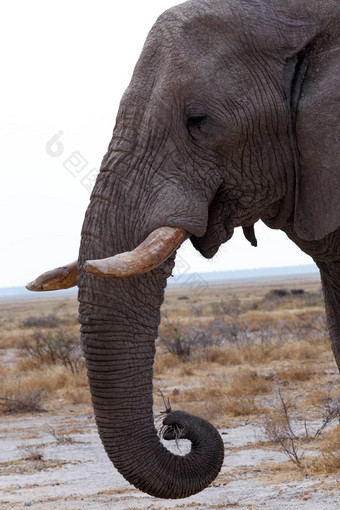 大非洲大象埃托沙国家公园