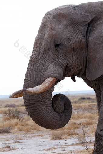 大非洲大象埃托沙国家公园