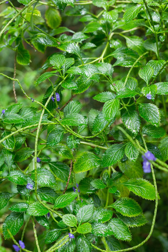 绿色蕨类植物热带森林