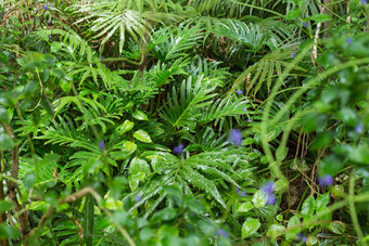 绿色蕨类植物热带森林