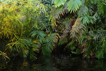绿色蕨类植物热带森林