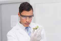科学家持有佩特里菜测试植物