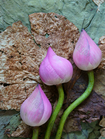 集合<strong>莲花</strong>花种子茶健康的食物