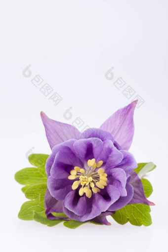 单紫罗兰色的花耧斗菜寻常的白色背景