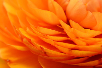 橙色<strong>毛茛属植物</strong>花瓣