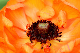特写镜头明亮的橙色毛茛属植物
