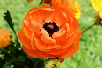 橙色毛茛属植物花