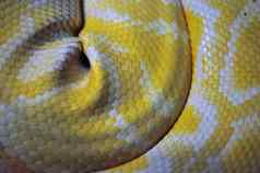 黄色的蛇皮