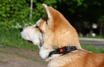 秋田犬犬儒小狗