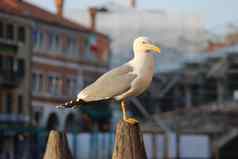 海鸥站看威尼斯意大利