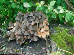 墨水蘑菇coprinusmicaceus