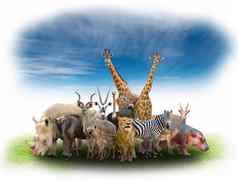 集团非洲动物