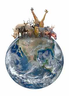 集团非洲动物地球地球