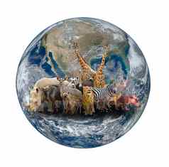 集团非洲动物地球地球