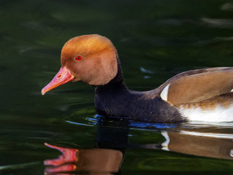 red-crested<strong>红头潜鸭</strong>内塔鲁菲娜<strong>鸭</strong>