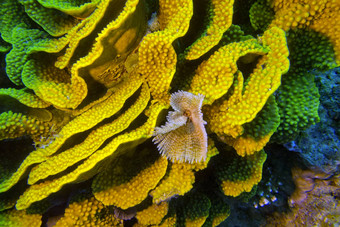黄色的turbinariamesenterina珊瑚风扇蠕虫水下