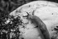 蜗牛移动牛肝菌属蘑菇