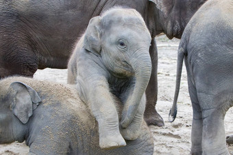 婴儿大象玩沙子