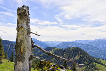 树干breitenstein巴伐利亚阿尔卑斯山脉