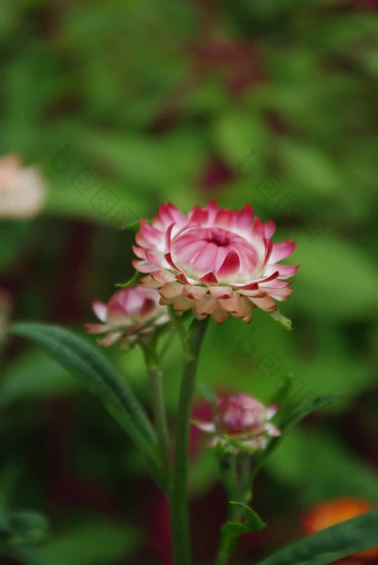 蜡菊花合适的干燥