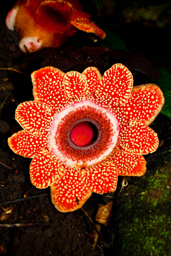 rafflesia花最大泰国