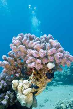 珊瑚礁粉红色的树莓珊瑚热带海水下
