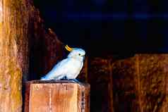 sulphur-crested凤头鹦鹉Cacatuagalerita鹦鹉