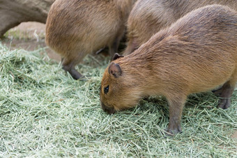 吃Capybaras