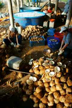 亚洲工人椰子椰子材料湄公河δ