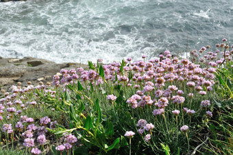 阿梅里亚maritima粉红色的海日益增长的沙丘