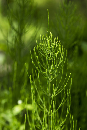 马尾<strong>木贼</strong>属疗愈植物