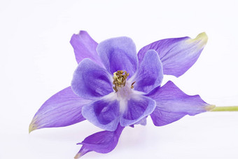 单紫罗兰色的花耧斗菜寻常的