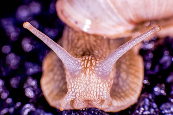 勃艮第蜗牛