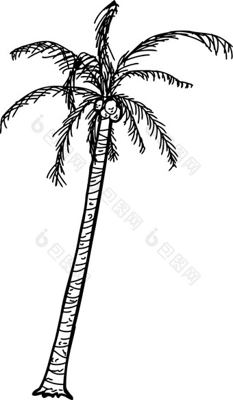 概述了椰子棕榈