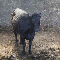 年轻的黑色的牛稳定的新鲜的稻草