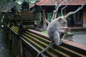 Padangtegal<strong>猴子森林</strong>著名的旅游的地方乌布巴厘岛印尼