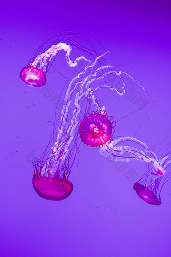 令人惊异的水母