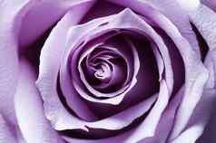 打开紫色的玫瑰特写镜头横向照明