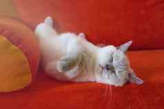 睡觉白色英国短毛猫猫