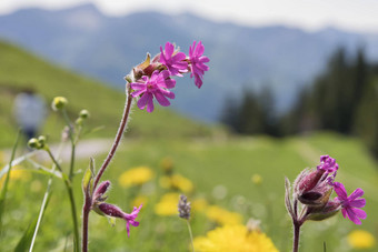 野生花breitenstein巴伐利亚阿尔卑斯山脉