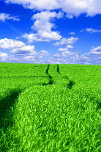 绿色场蓝色的天空概念上的图像