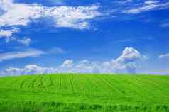 绿色场蓝色的天空概念上的图像